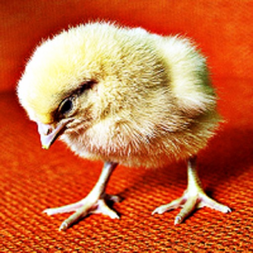 Baby Chickens - Lil Chicks Ringtones and Alarm Sounds icon