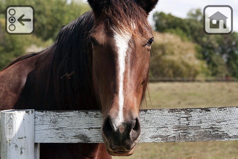 100 Things: Horses – Video & Picture Book for Toddlers screenshot 3