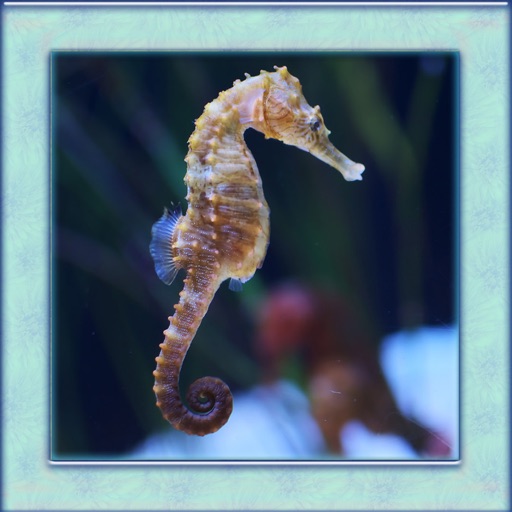 Sea Horse Simulator 3D Icon