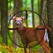 Whitetail Deer Hunter 2