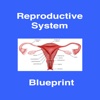 Reproductive (OB/GYN) Blueprint PANCE/PANRE Review