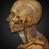 Anatomy & Physiology REVEALED®: Skeletal & Muscular