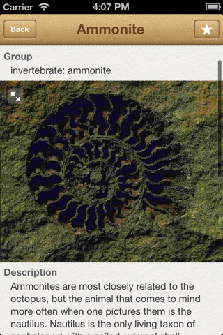 Fossils screenshot 2