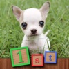 1st GAMES - Cute puppies and dogs HD puzzle for kids