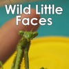 Wild Little Faces 1: Insects from a garden in S...