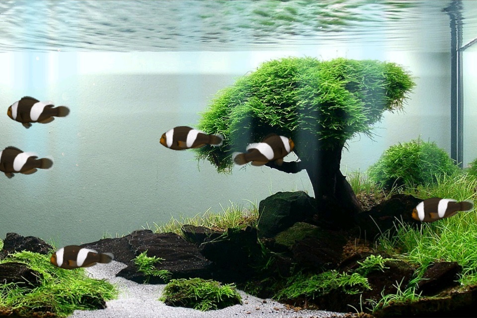 Aquarium Now screenshot 2