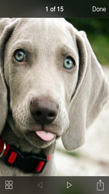99 Wallpaper.s - Beautiful Backgrounds and Pictures of Dogs and Puppies screenshot-4