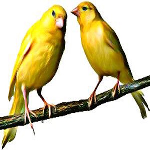 Canary Bird 's - Nature's Own Paradise - Soundboard