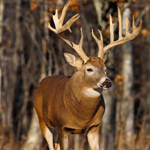 Deer Hunting Challenge Sniper Shooter Adventure icon