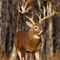 Deer Hunting Challenge Sniper Shooter Adventure