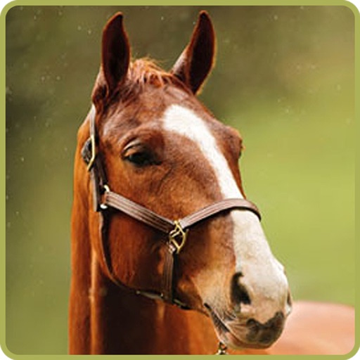 Equine Influenza Calculator icon