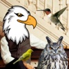 Cute Birds Sticker : funny stickers, masks, effects, memes and frames for your photos