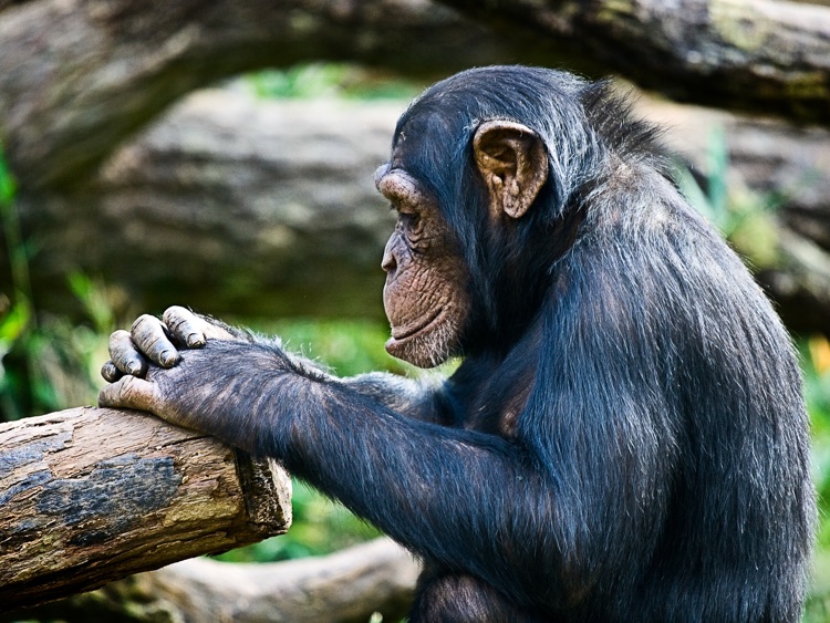 Animals and Sounds