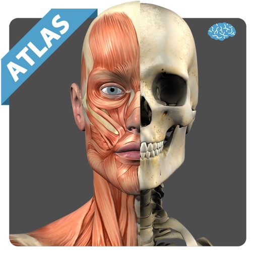 Anatomy Atlas Anatomicus