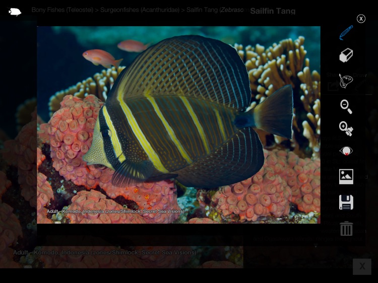 Reef Fishes of the East Indies (Vol. 3) screenshot-4