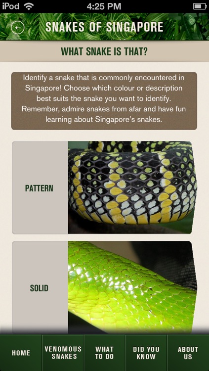 SG Snakes