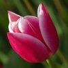 My Tulip Lite