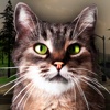 Street Cat Survival Simulator 3D