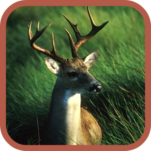 Deer Hunter Pro Icon