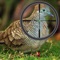 Dove Hunting: Snipe and Kill Dynasty