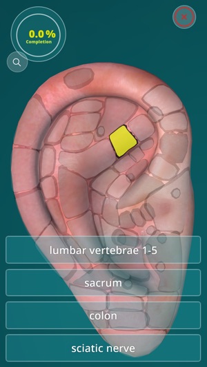 Reflexology Quiz - zones(圖3)-速報App