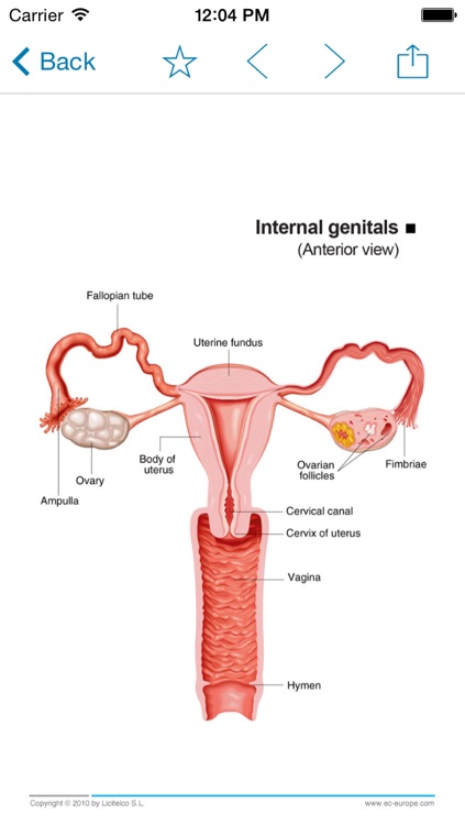 Miniatlas Pregnancy