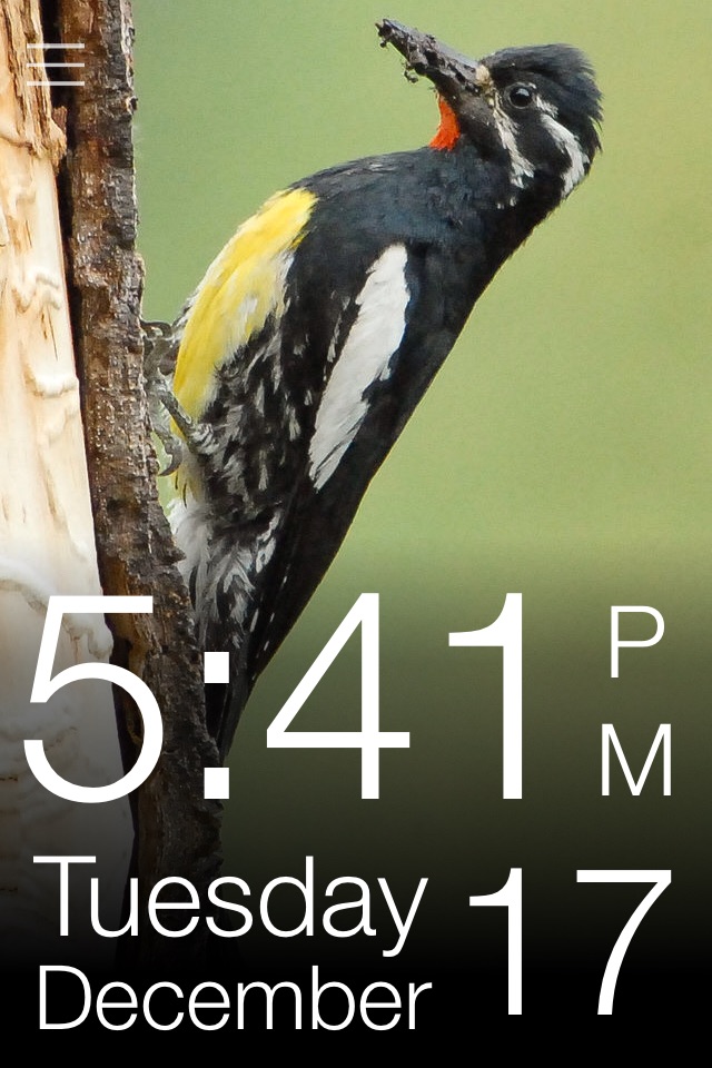 Daily Bird - the beautiful bird a day calendar app screenshot 4