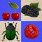Berries and Bugs. Collect berries and do not touch the bugs!