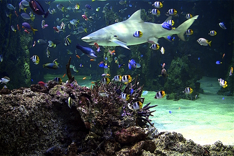 Aquarium live free screenshot 4