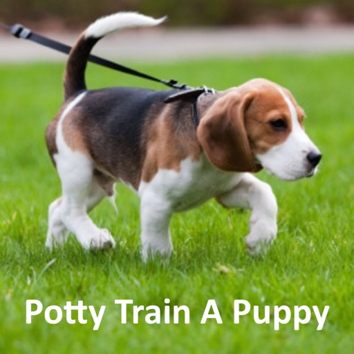 How To Potty Train A Puppy