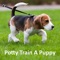 Dog Potty Training Guide is  the Complete video guide for you to train your puppy for potty