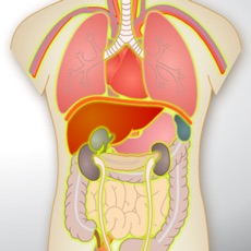 Activities of Human Anatomy Game