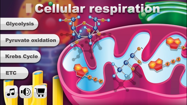 FCS Biology Cellular Respiration (Pro)