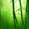 Bamboo Client