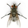 Counter fly Counter fly