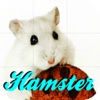 Hamster Puzzle