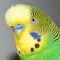 The budgie, or budgerigar, is most commonly referred to as the more generic term “parakeet” in the United States