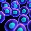 Stem Cell: Guide with Glossary and Top News