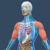 Animated Physiology Human Atlas