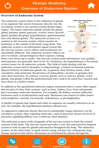 Anatomy : Endocrine System screenshot 3