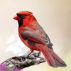 Icon Cardinal Sounds