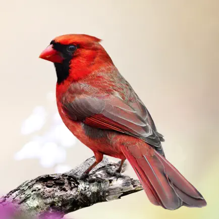 Cardinal Sounds Cheats