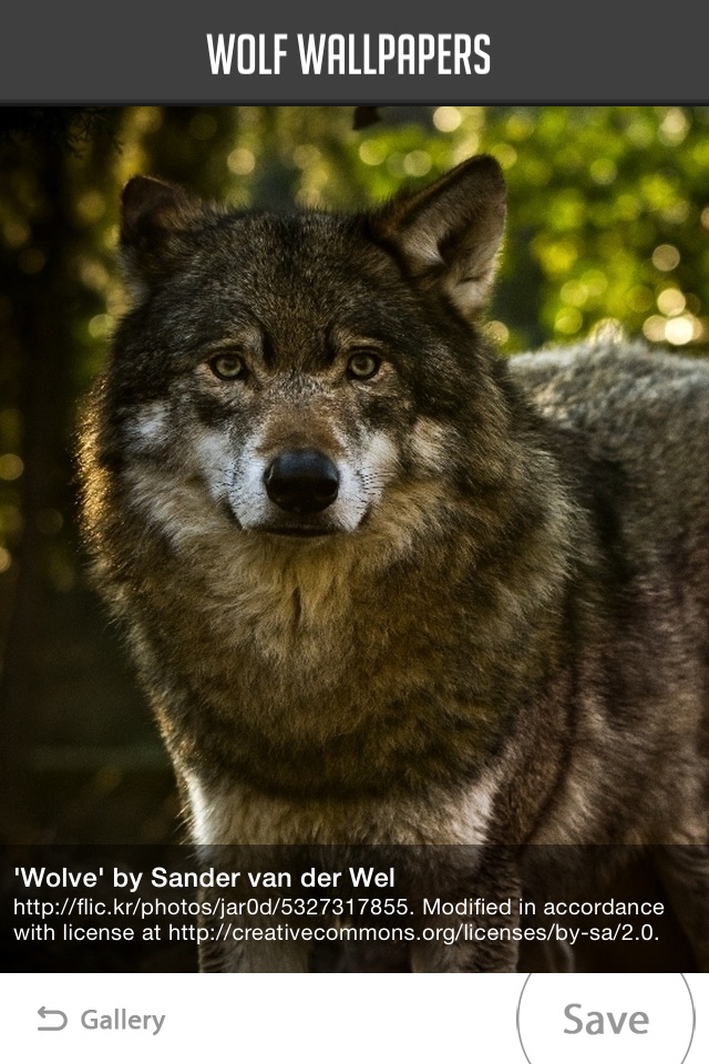 Wolf Wallpaper screenshot 2