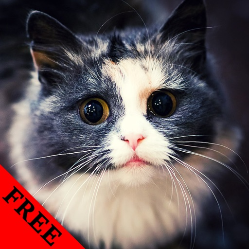 Cat Photos & Video Galleries FREE icon