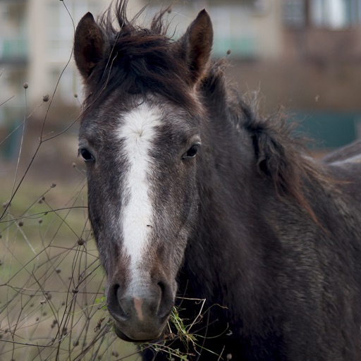 CHI Encyclopedia of Horses