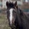 Explore the the world's Horses in thousands of hours of articles and pictures covering everything from Abtenauer to Zemaitukas