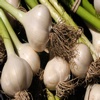 How To Grow Garlic