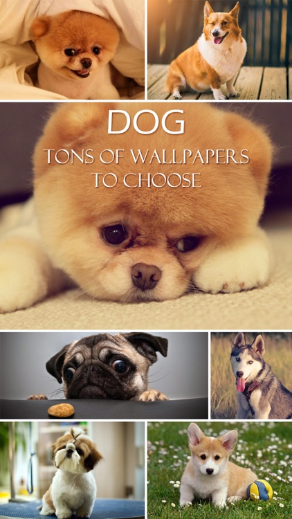 Dog Wallpapers & Backgrounds HD - Home Screen Maker with Cute Themes of Dog Breeds