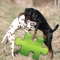 Dogs Studio Puzzle - a most fun jigsaw puzzle with most amazing photos and detailed information about the photos