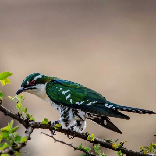 Cuckoos Database icon